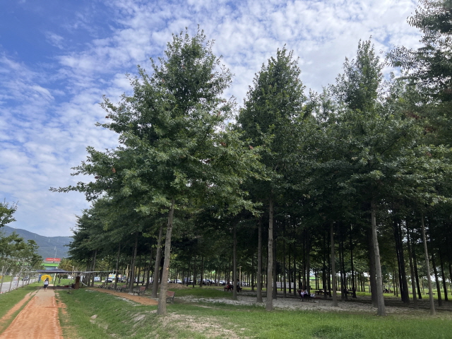 황산 맨발 코스의 끝에 있는 숲 쉼터